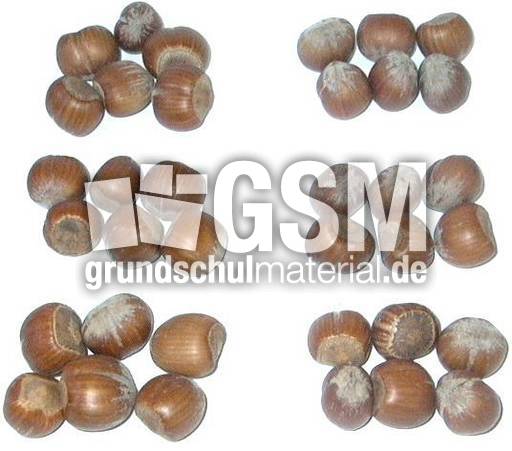 Haselnüsse-6x6.jpg